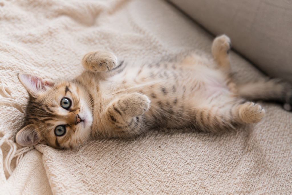 relaxed tabby kitten lying on its back and showing its belly