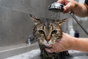 Wet tabby cat being gently rinsed during a bath