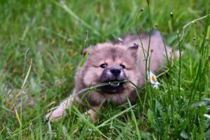 Dog eating grass outdoors