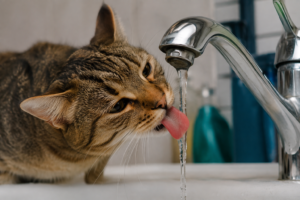 Tabby cat drinking running water from a faucet